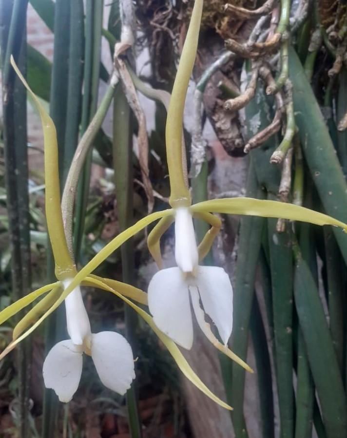 Orquidea Brassavola